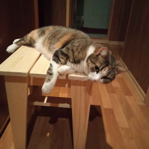 «Неосистемы» — работай с удовольствием, отдыхай с пользой!